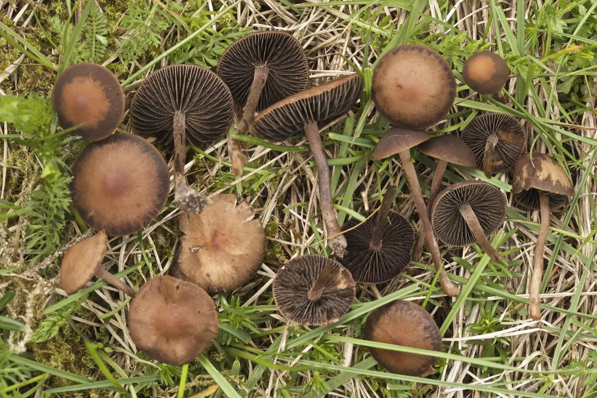 Hallikas sõnnikuseen ehk Panaeolus fimicola