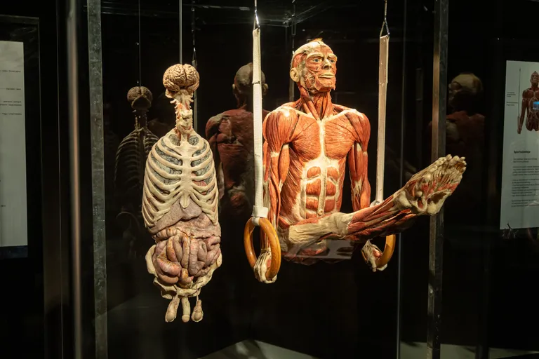 Выставка Body Worlds в Таллинне, Эстония