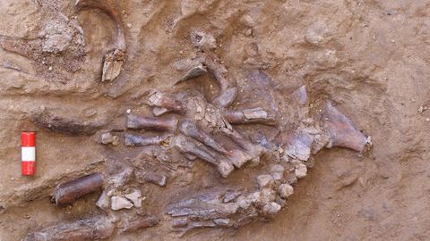 Neandertallastelt päritud DNA võib suurendada Covid-19 riski