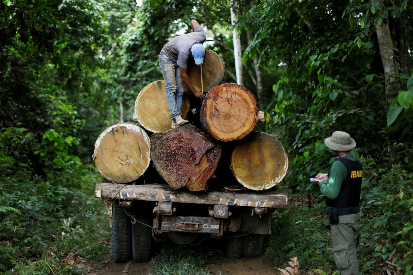 Brasiilia keskkonna ja taastuvate loodusvarade instituudi ehk Ibama ametnikud mõõdavad puutüvesid ebaseadusliku raadamise vastasel operatsioonil Novo Progressos Pará osariigis Brasiilia põhjaosas. Presidendikandidaat Jair Bolsonaro on lubanud Ibama õigusi kärpida või ameti koguni sulgeda, mis jätaks sulidele vihmametsas tegutsemiseks vabad käed.