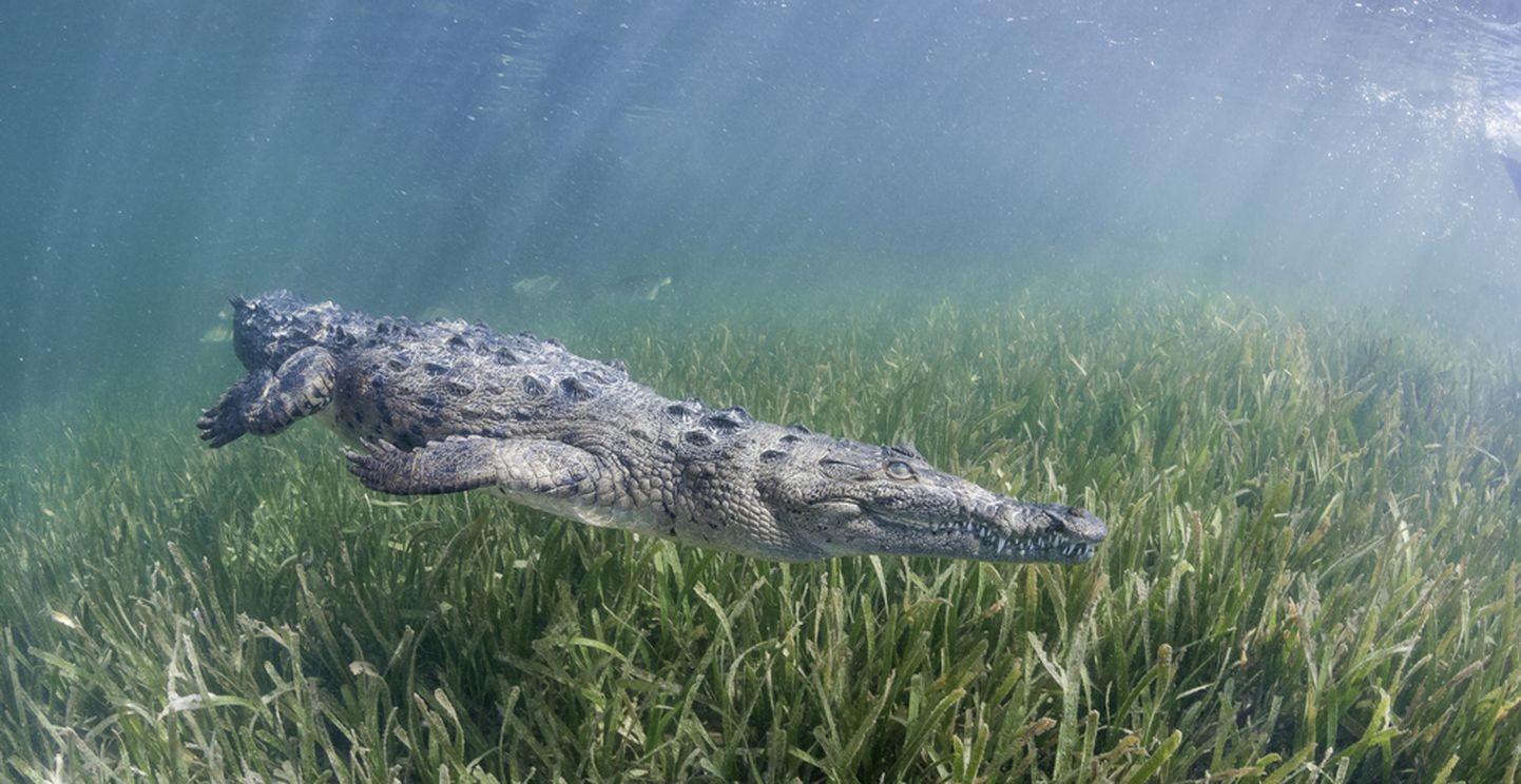 Ujuv Kuuba krokodill. Foto on illustratiivne