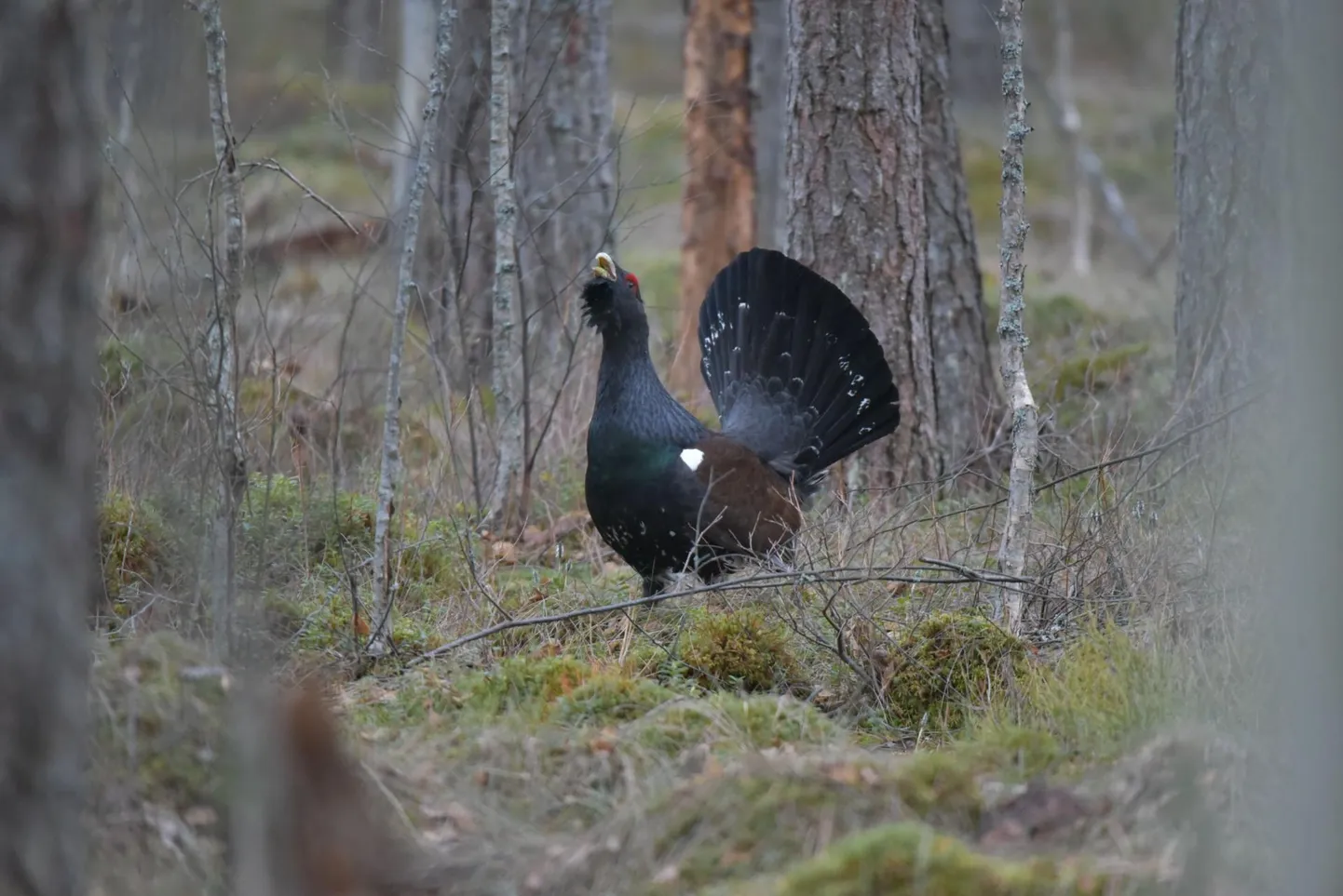 Häädemeeste vallas, mida läbib Rail Baltic, pildistatud metsisekukk.