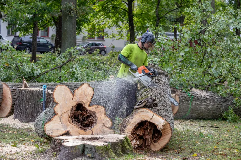 Pärast pargi külastajatele ohtlikuks muutunud puude mahavõtmist istutatakse nende lähedusse uued puud ja põõsad.