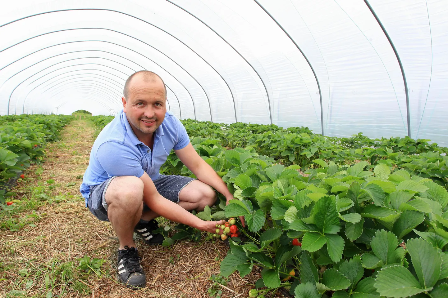 Tartu lähistel Haaslava vallas tegutseva AranFarmingu juhataja Paavo Otsus saab igal aastal kodumaise maasikasaagi kiletunnelite alt kuu aega varem kui avamaalt.