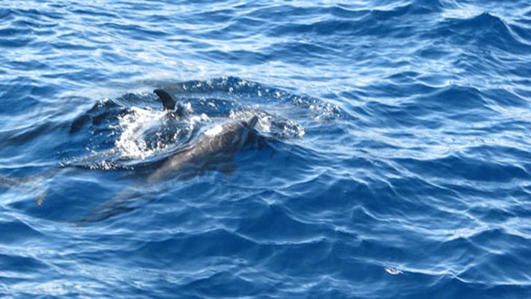 Sarkanās jūras "odziņa" - delfīni. Viņus redzēt gan negadoties pārāk bieži 