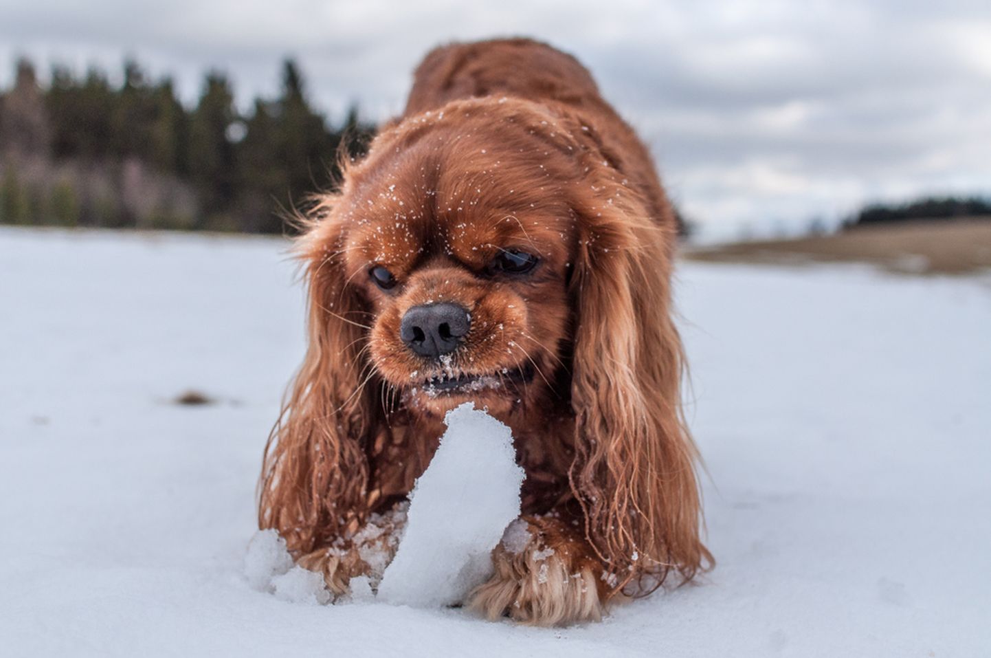 Собака ест снег. Фото иллюстративное.