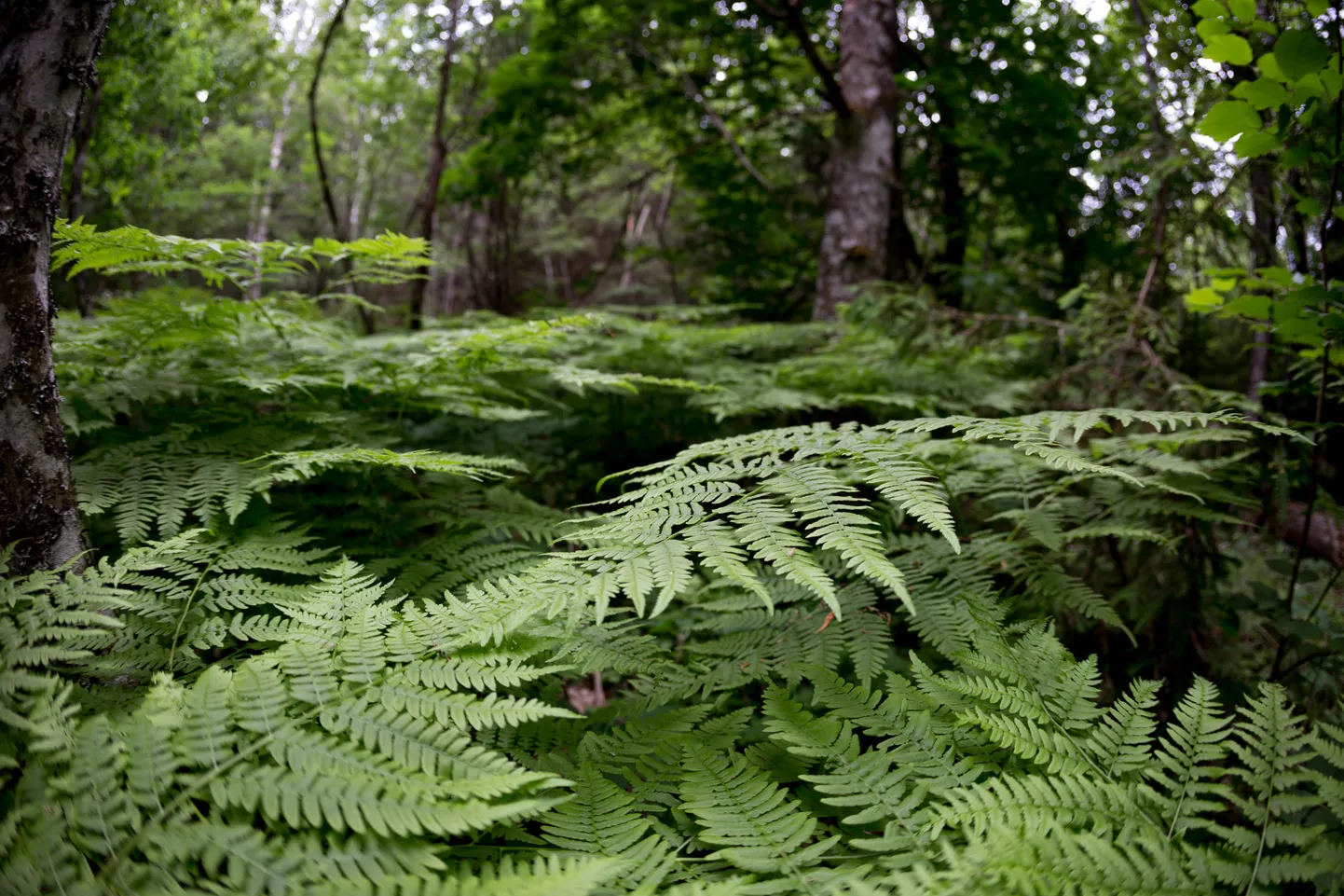 Sõnajalg (Dryopteris).