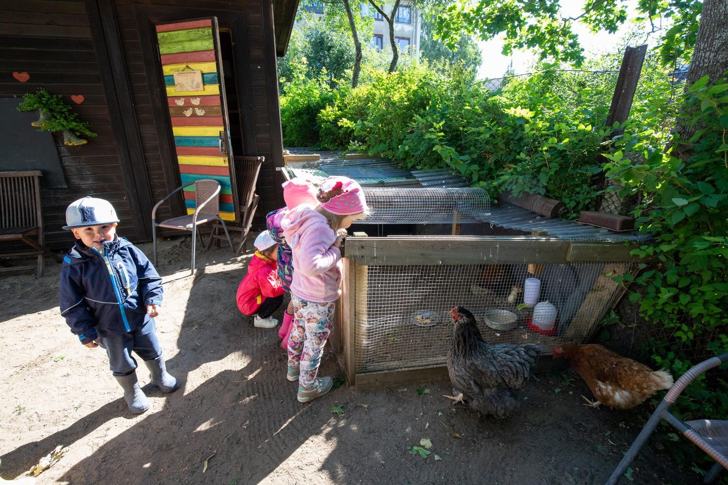 Laste pilgud on sel nädalal Rakvere Kauri lasteaias koorunud seitsmel tibul, kes tutvuvad maailmaga poolenisti kanaema tiiva alt.