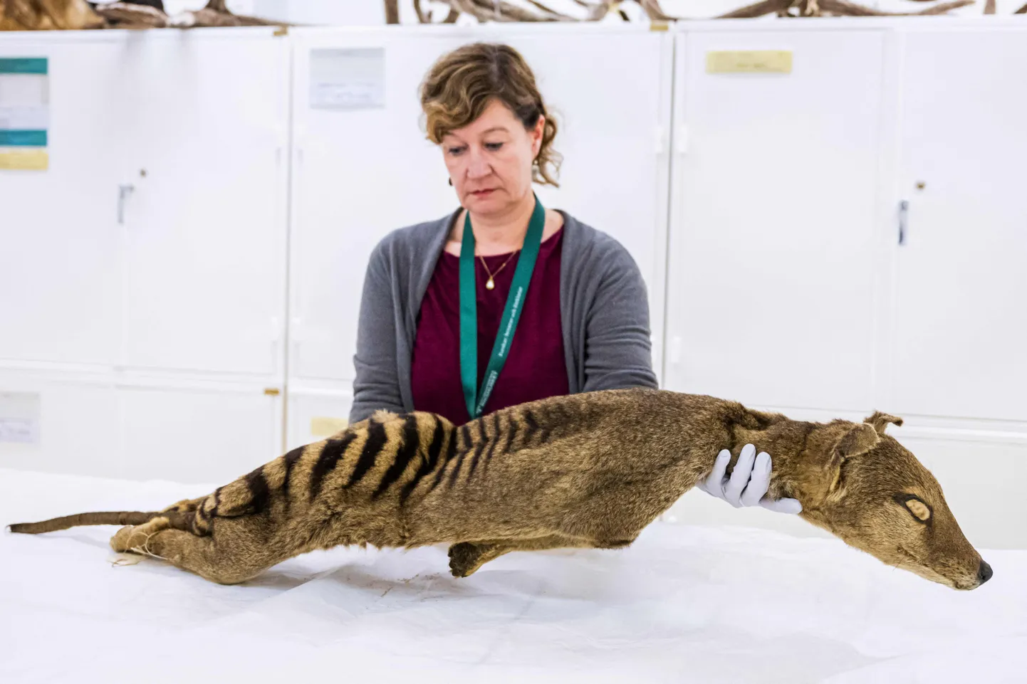 TOPSHOT - Daniela Kalthoff, in charge of the mammal collection at the Museum of Natural History in Stockholm, examines a dry specimen of a Tasmanian tiger on September 26, 2023. Scientists have for the first time recovered RNA from an extinct species, the Tasmanian tiger, raising hope for the resurrection of animals once thought lost forever, Stockholm University researchers told AFP. (Photo by Jonathan NACKSTRAND / AFP) / TO GO WITH AFP STORY by Pia OHLIN