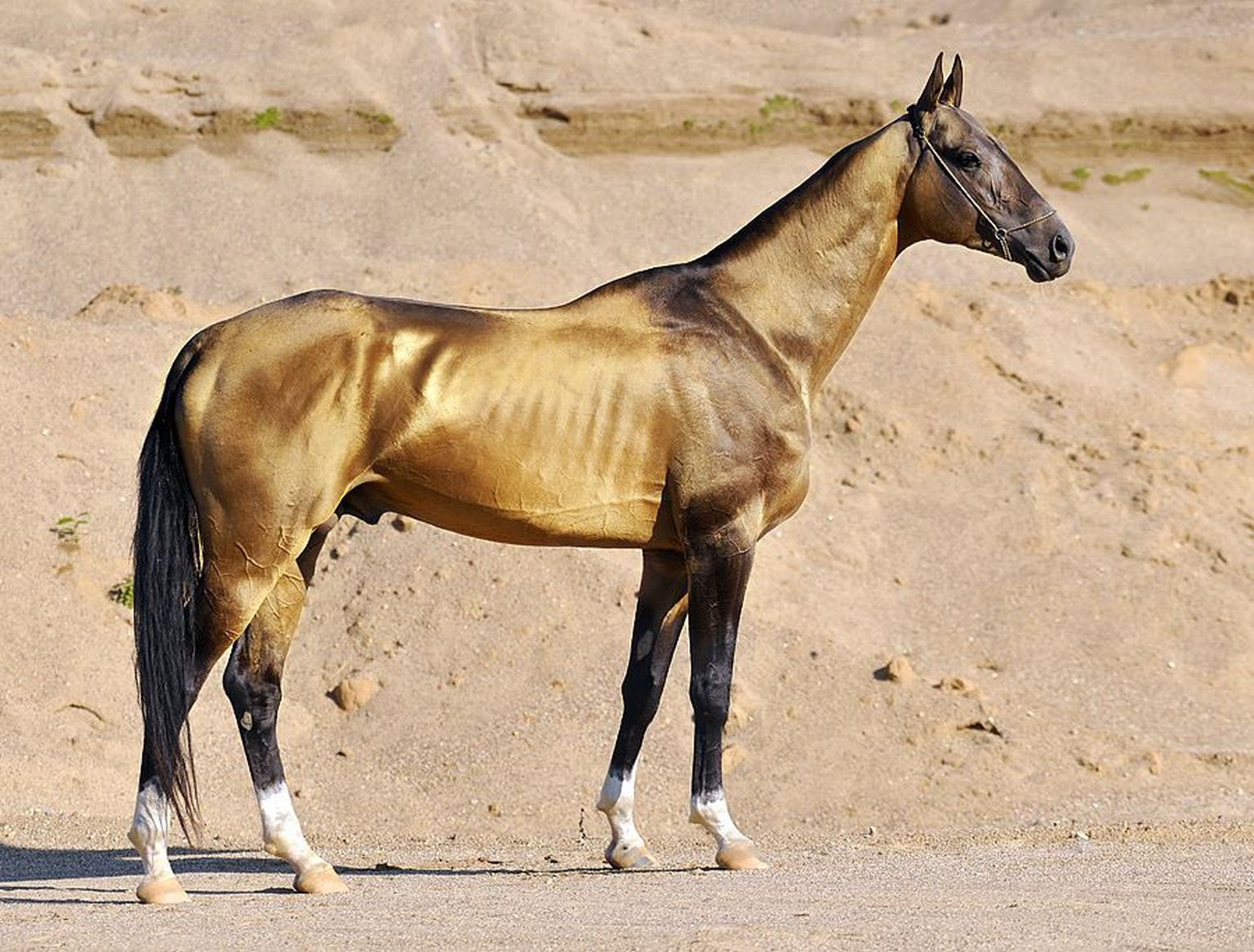 Ahhal-Tekiini hobune on iidsetele Turkomani hobustele lähim tänapäevane hobusetõug.