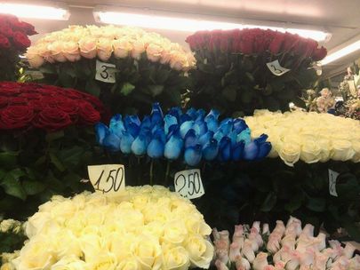 Populaarsed sinised roosid.