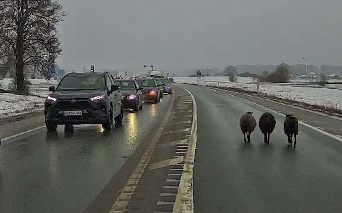 Овцы на дороге