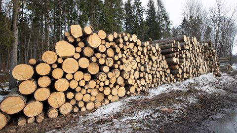 Kohus kohustas keskkonnaagentuuri avalikustama metsastatistikat