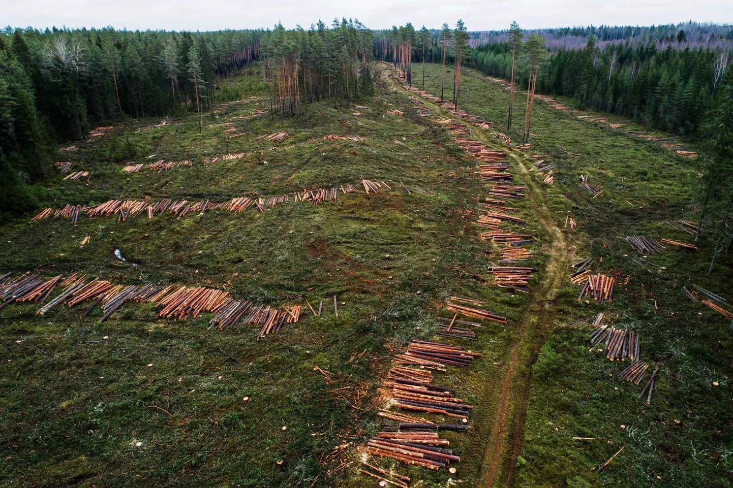 Droonifoto kanakulli pesapaiga naabruses tehtud lageraiest.
