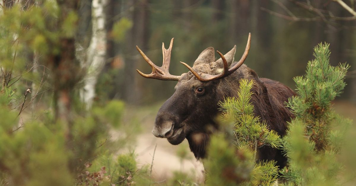 VIDEO Tallinnas kõndis põder mööda katuseid