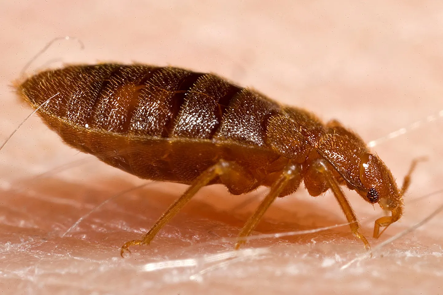 Voodilutikas (Cimex lectularius)