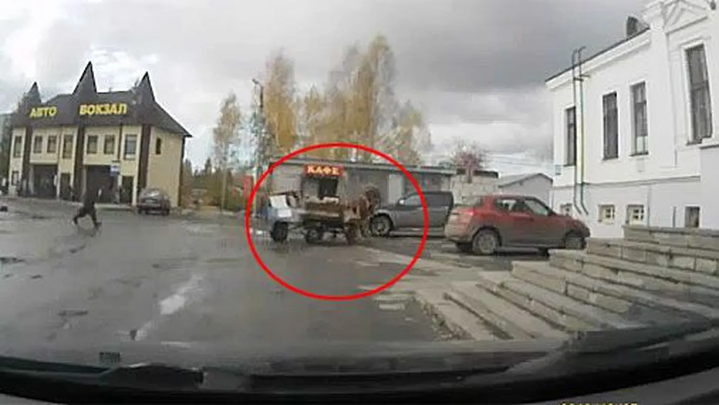Лошади не повезло.