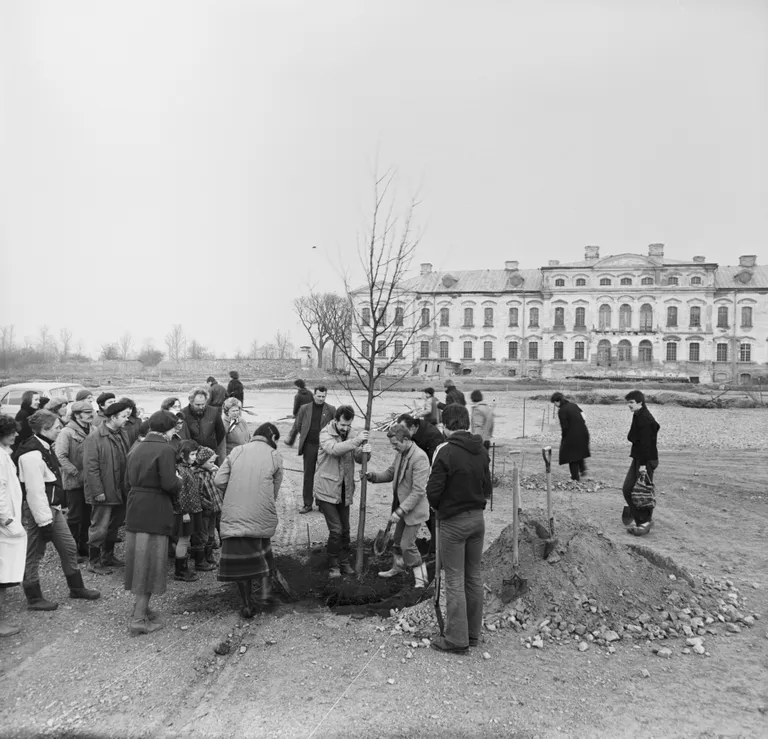 Pirmās liepas stādīšana centrālajā alejā. 1984. Šo liepiņu simboliski iestādīja pirmie muzeja darbinieki – Imants Lancmanis un Leopolds Mārcis Kļaviņš.