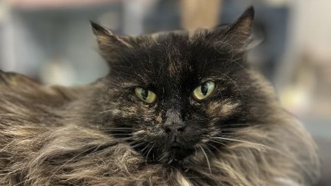 SÜDAMLIK ⟩ 3 aastat varjupaigas oodanud kass leidis lõpuks oma päris kodu