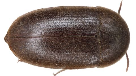 V Ogres ieleji v Latviji odkrili novo vrsto hrošča