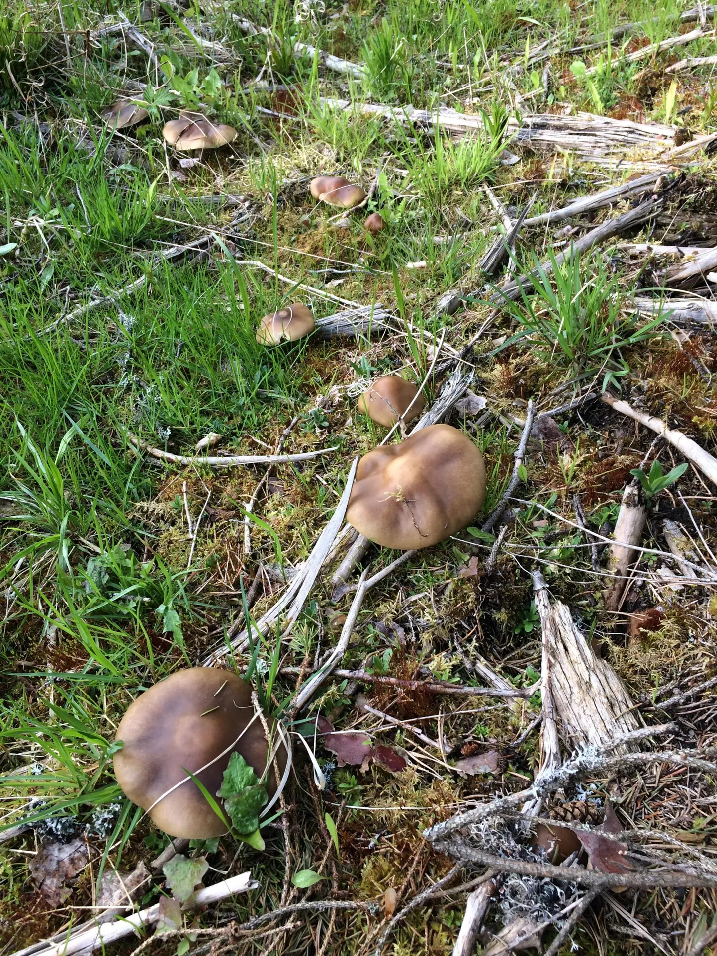 Korjaja kahtlustab, et tegu on kollaselehiste kühmikutega. Mükoloog asub vastuse saamiseks seene DNA-d määrama.