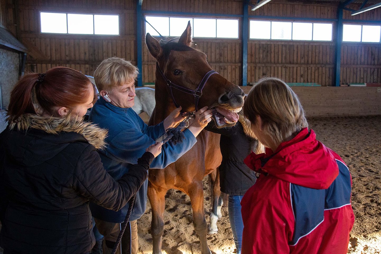 Loomaterapeut Jaanus Nõgene ütleb, et nii nagu inimestel, aitab ka hobustel massaaž lihasprobleeme ennetada.