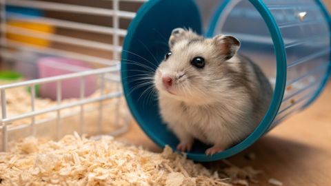 Did You Know? Hamsters Float and Inflate Cheeks: 10 Surprising Facts About Small Pets