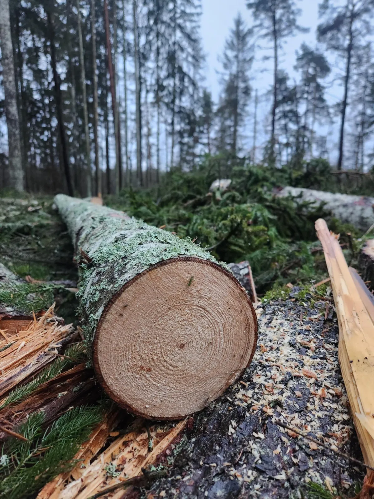 Selliseid puid oli võetud palju.