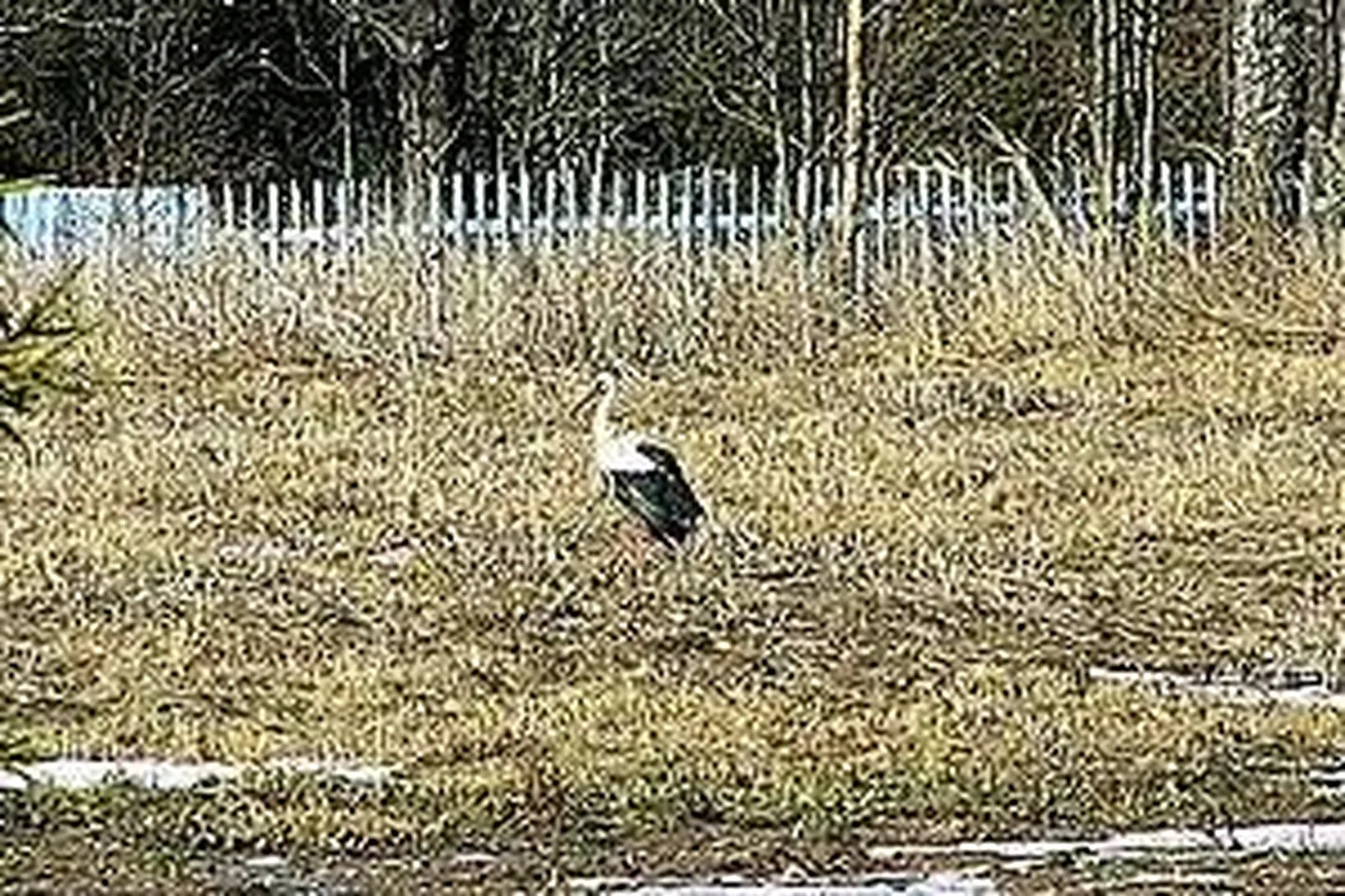 Фото статьи