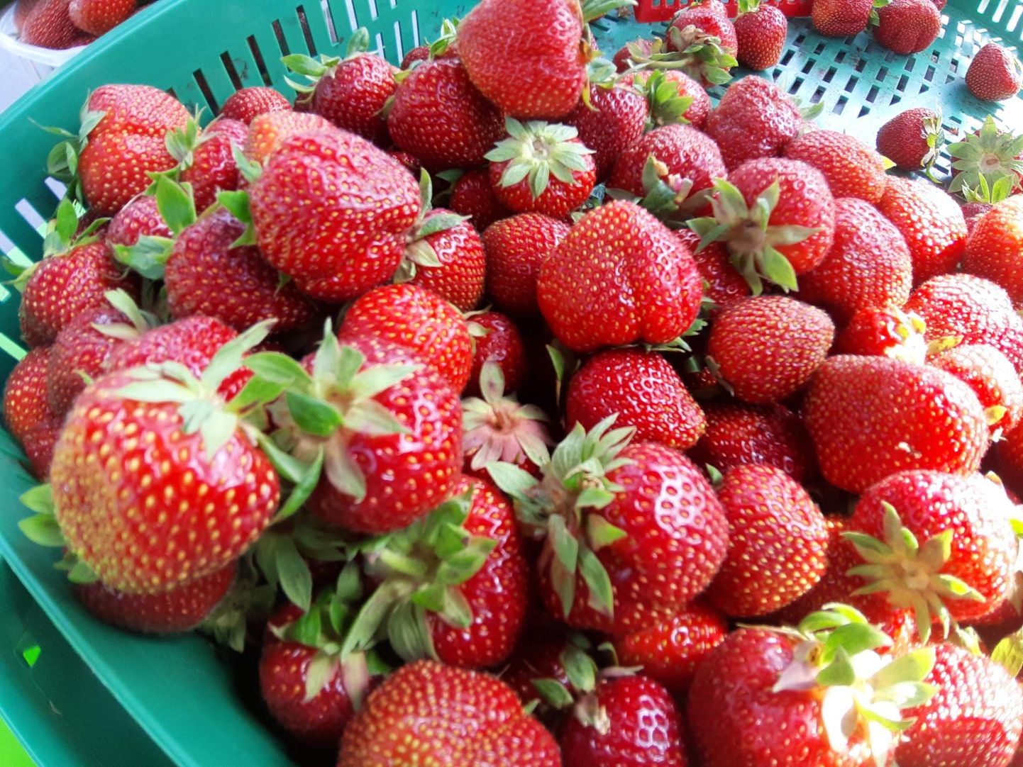 Rakveres võib julgelt maasikaid osta. 