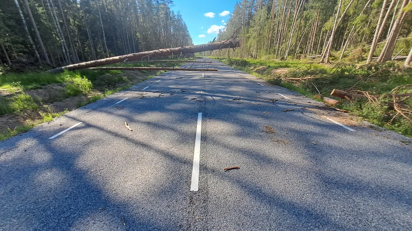 Teele kukkunud puu. Foto illustratiivne.