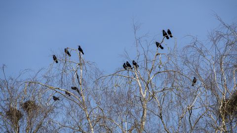 Viljandi loodab ornitoloogide abiga varesemuret leevendada