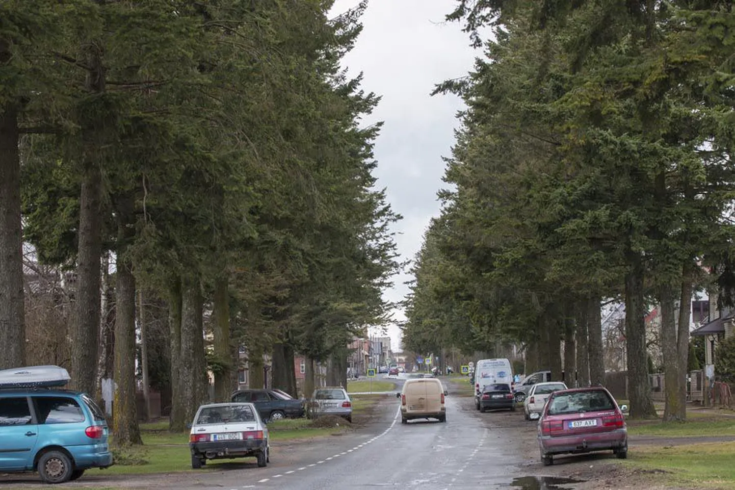 Uue tänava ebatsuugaallee on pannud elanikke linnavalitsuse poole pöörduma ohutuse pärast. Viimane tõuge tuli märtsis, kui lume raskuse all oli murdunud kümneid jämedaid oksi.