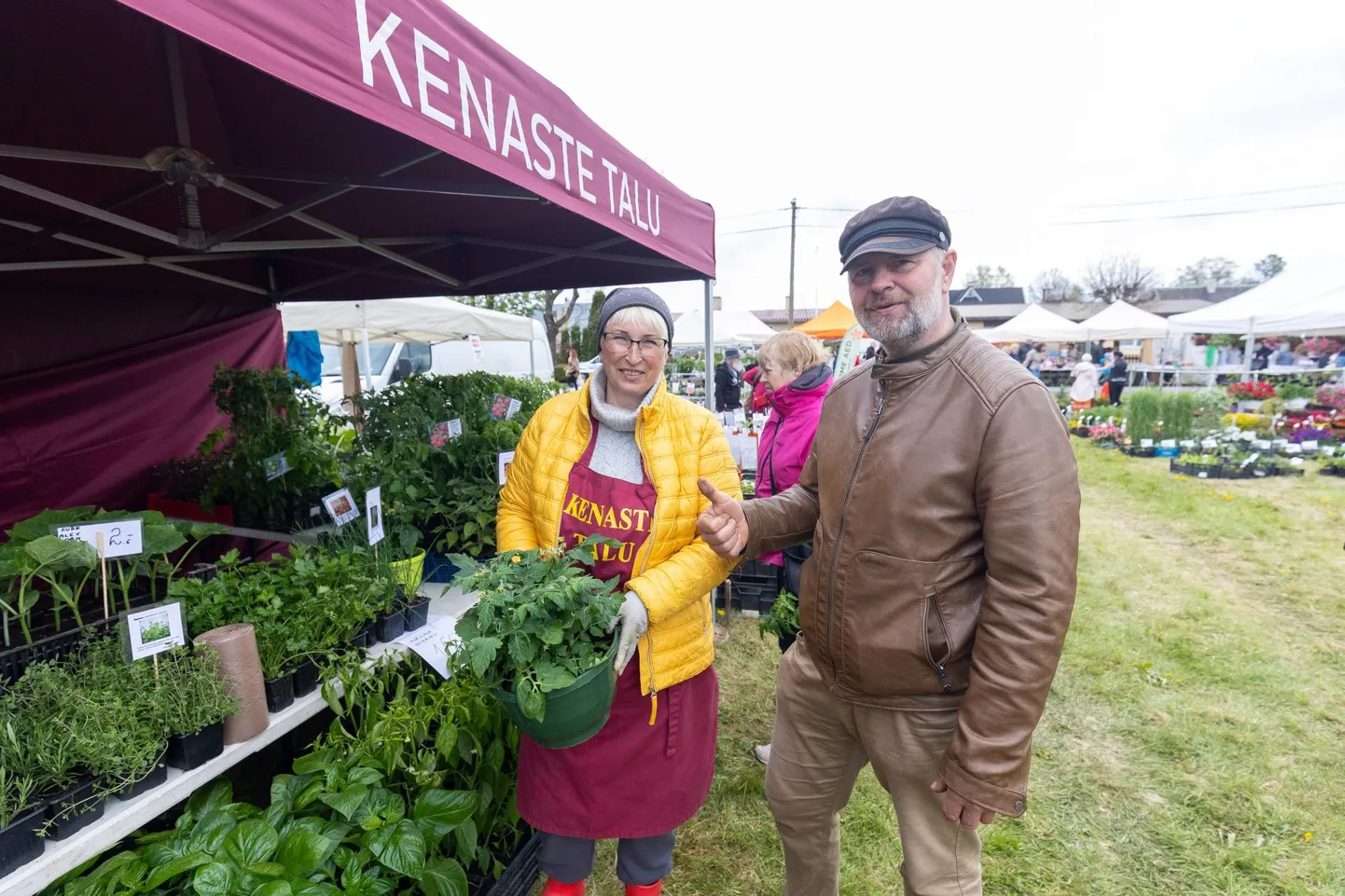 Kenaste talu omanikud Ilona Jaanikesing ja Meelis Riis nendivad, et kui vanasti ostis inimene 20 tomatitaime, siis nüüd viis või kümme – mitte sissetegemiseks, vaid ilu ja huvi pärast.