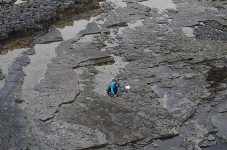 Jälgi uurinud paleontoloog tööhoos