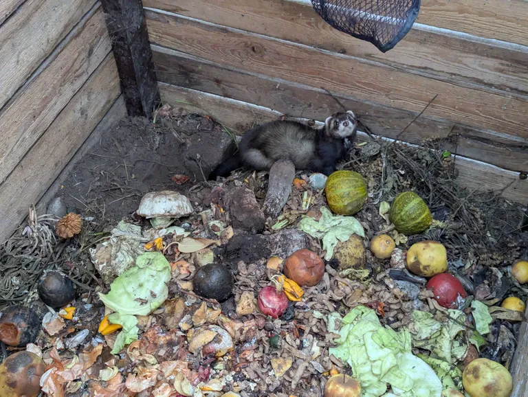 Biojäätmete kogumiskasti lõksu jäänud tuhkur.