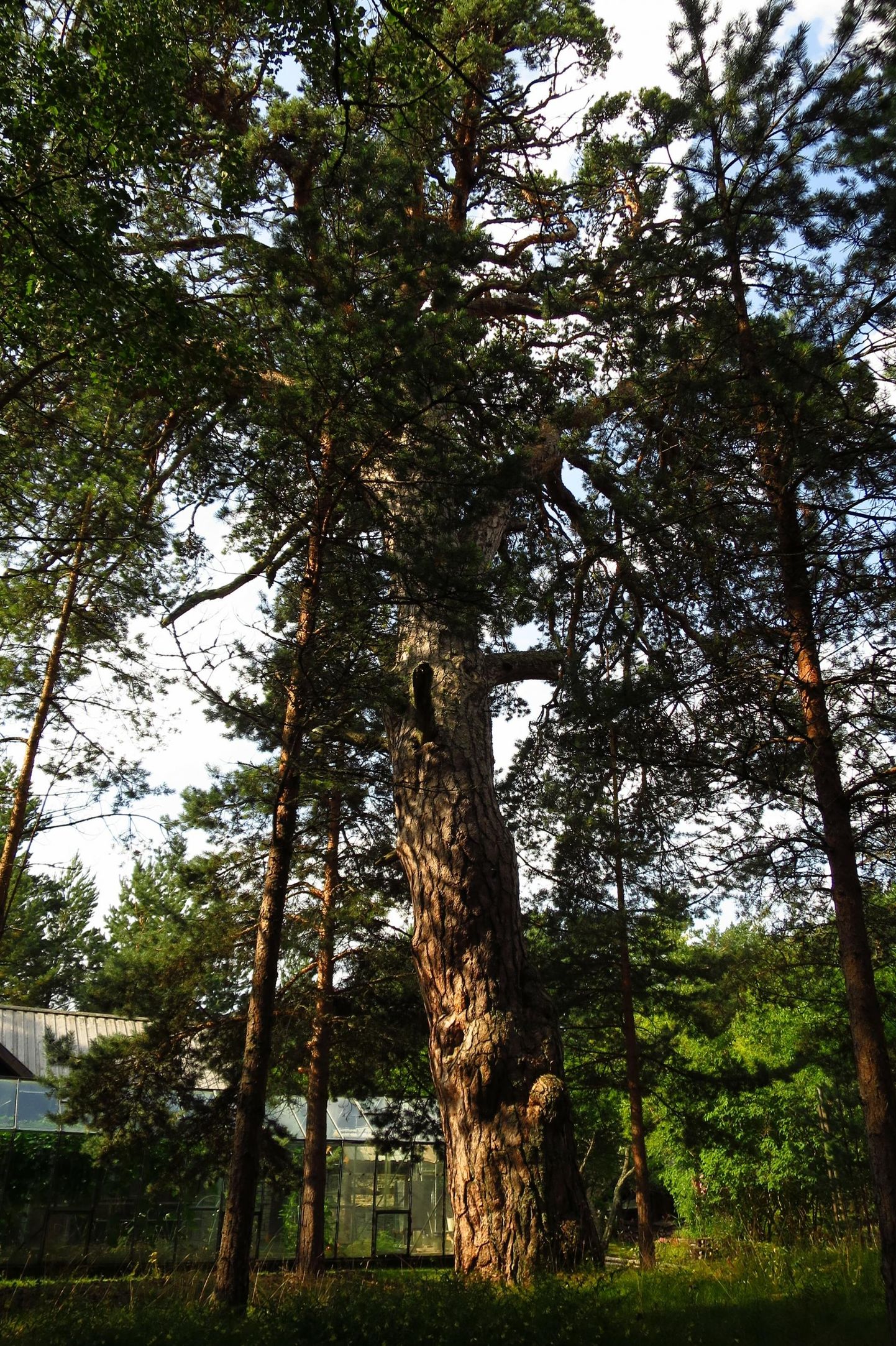 Pedassaare mänd on Eesti vanim männipuu.