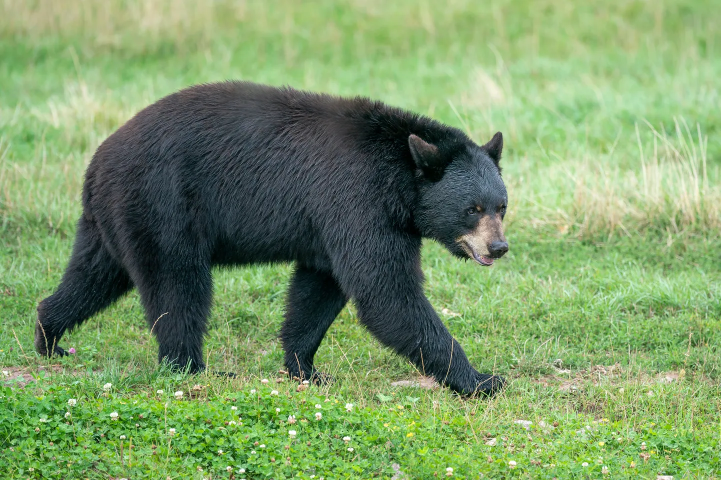 Baribal (Ursus americanus)