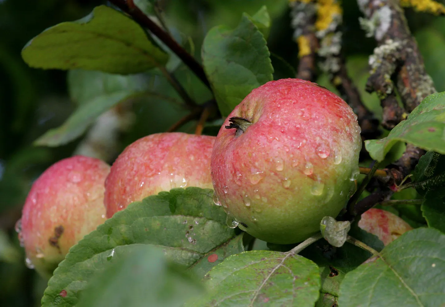 Sügisdessert valiti maitsvaima õuna konkursil kolmandaks.