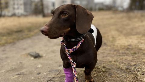 Зоозащитники ищут новый дом для собаки, владелец которой не верил в возможность ее выздоровления