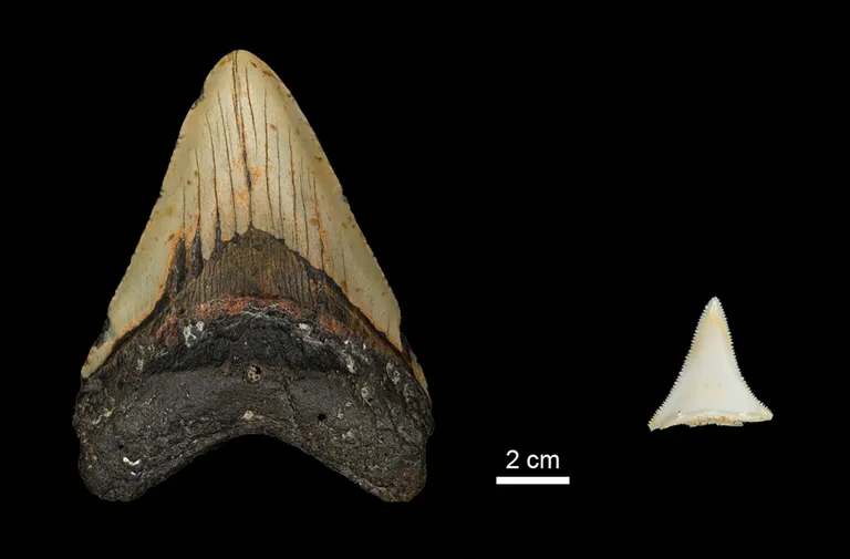 Väljasurnud hai megalodoni (vasakul) ning tänapäevase mõrtsukhai (paremal) hammaste võrdlus.