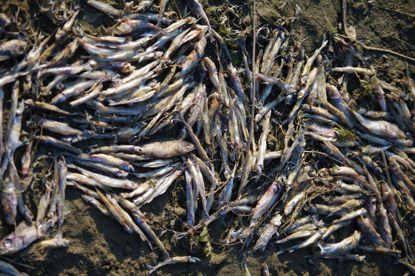 Мертвая рыба на берегу в Каукси.