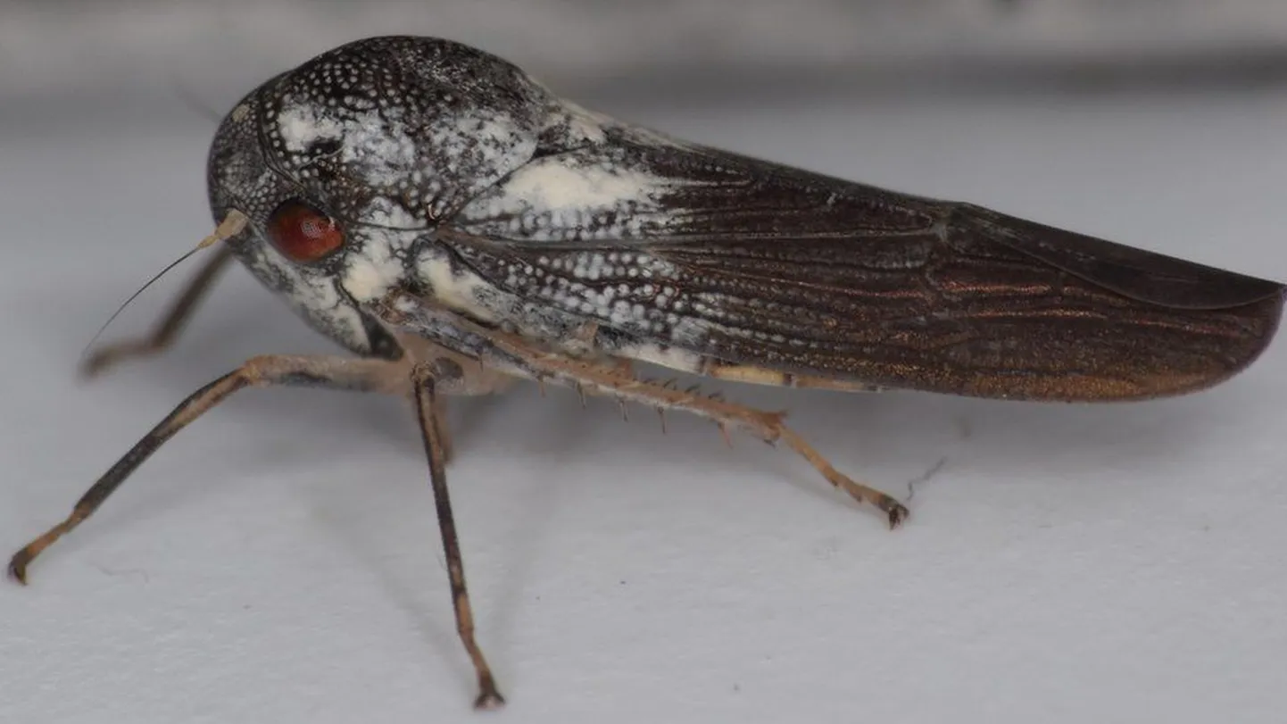 Phlogis kibalensis