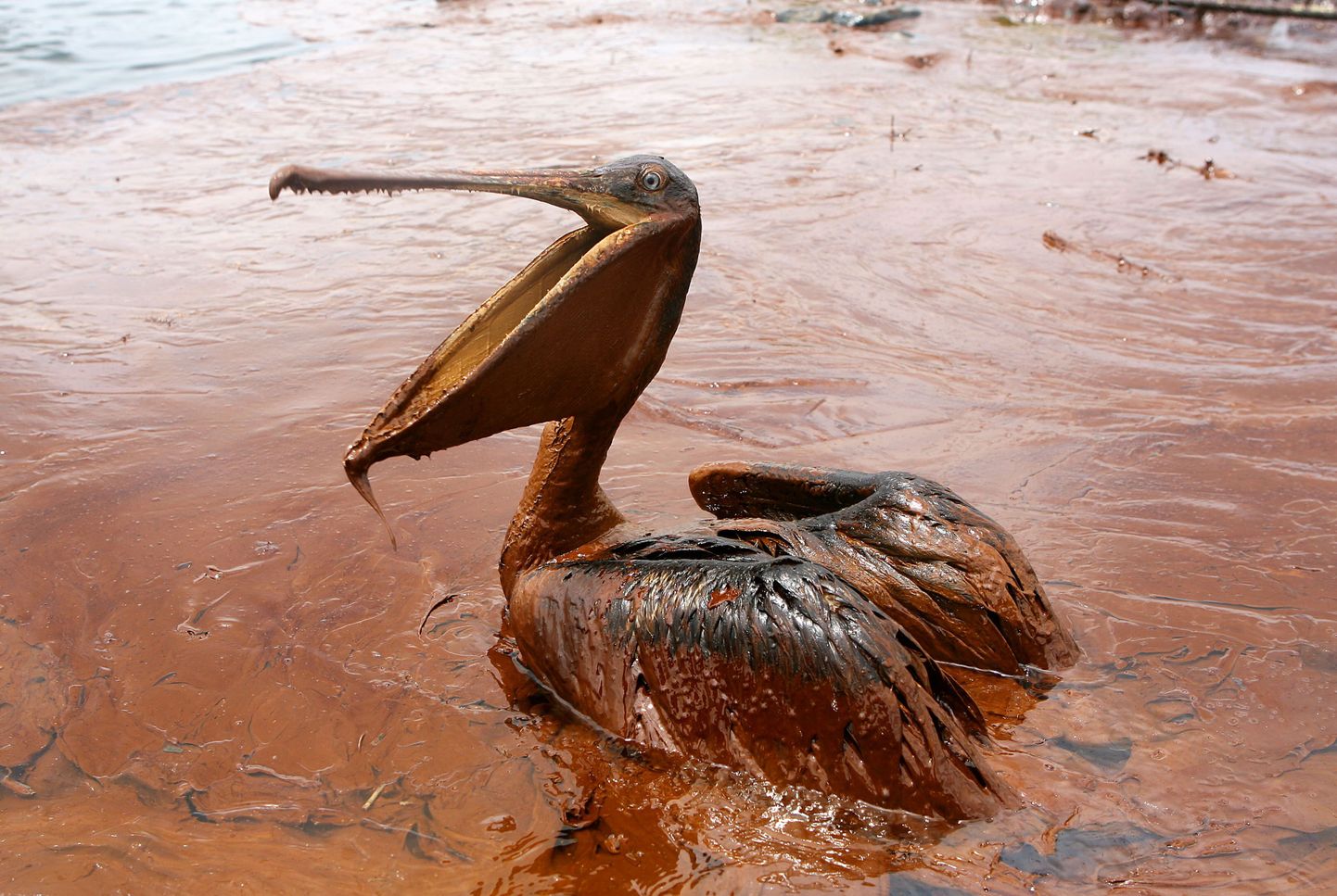 В субботу этот бурый пеликан, являющийся символом штата Луизиана, безуспешно пытался выбраться из слоя нефти в загрязненных водах Мексиканского залива.