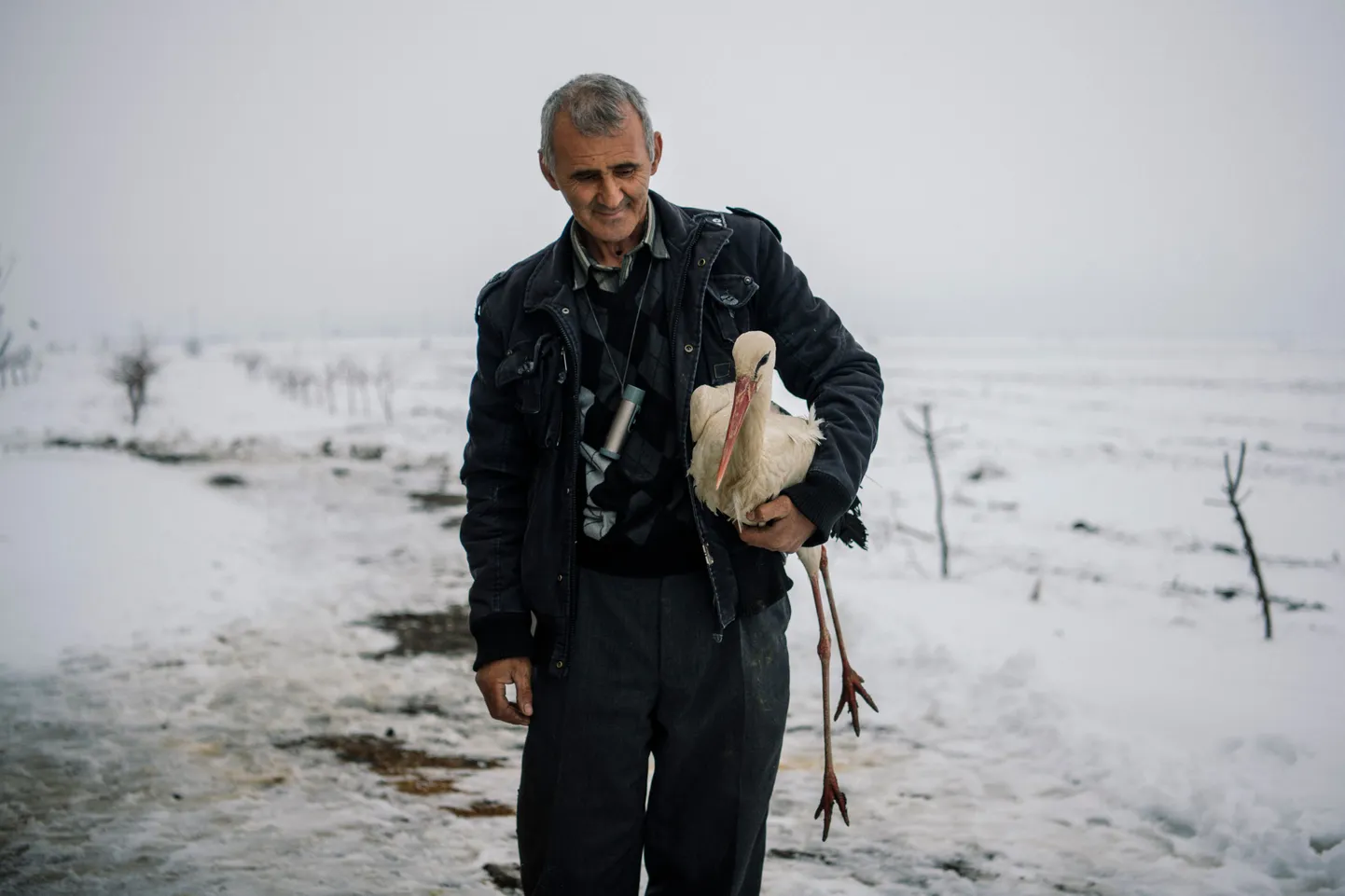Artikli foto