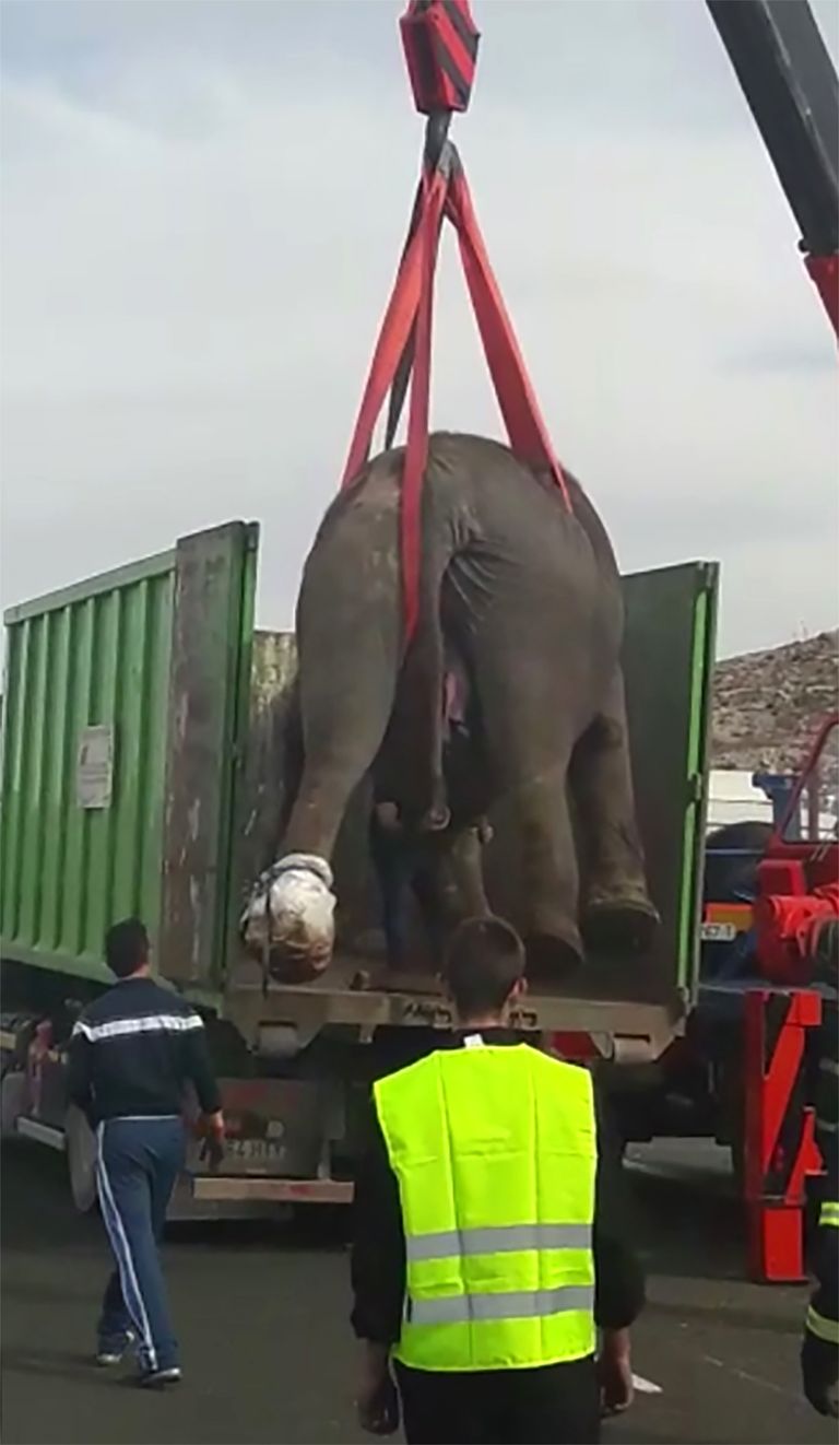 Vigastada saanud elevandi tõstmine autole
