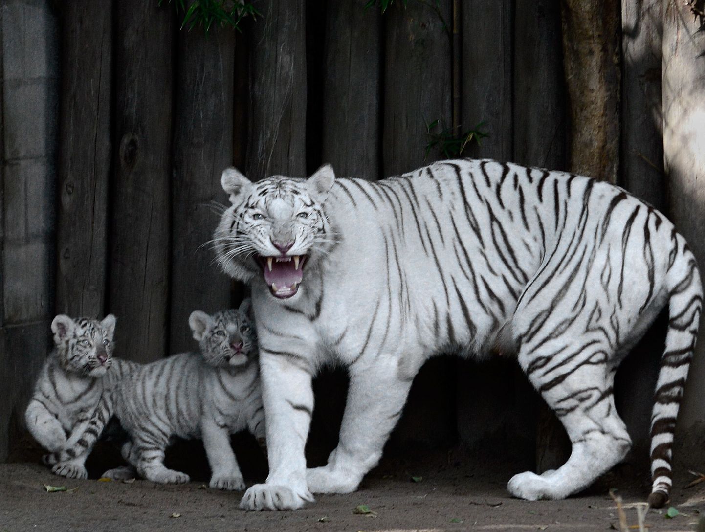 Buenos Airese loomaaia valged tiigrid