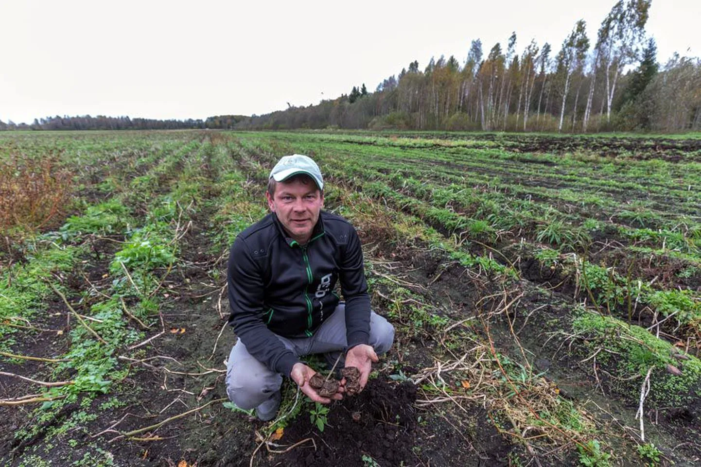 Üleujutus hävitas kogu Nõmme talu hektarisuuruse kartulipõllu saagi. Mugulad peremehe Priit Tõnissoni käes on täiesti kõlbmatud.