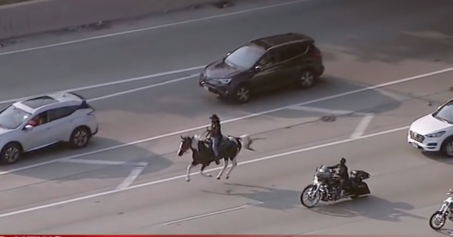 Hobusega kiirteele ratsutama läinud aktivist sai selle vembuga loodetud tähelepanu.