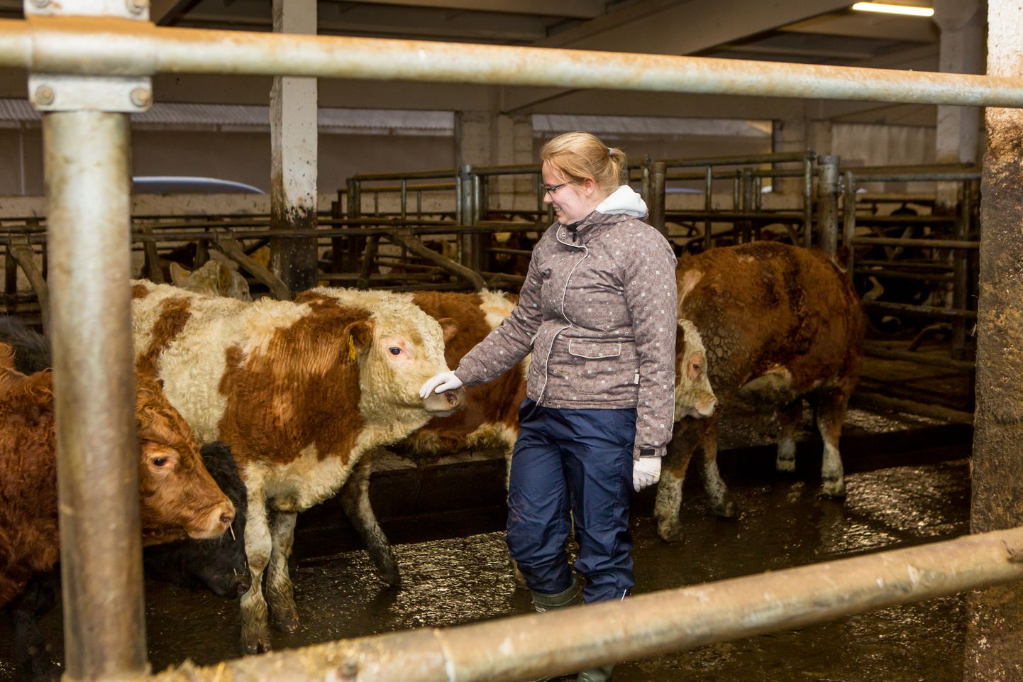 TERVISEKONTROLL: Veterinaar Kerti Ruttu tõdeb Ollemäe farmis, et selle vissi tervis on korras. Lihaveiste eest hoolt kandma oodatakse veel loomakasvatusjuhti ja traktoristi.